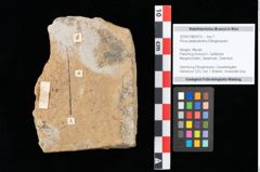 Foto (Objekt + Etikett) von Pinus palaeostrobus Ettingshausen (NHMW-GEO-2024-0188-0213)